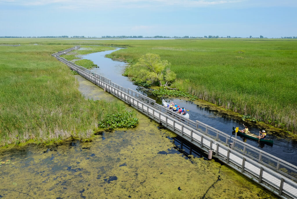 The image captures a serene wetland scene, where a long wooden boardwalk stretches across a lush expanse of green marshland. The boardwalk meanders alongside a narrow, winding waterway, where two canoes glide gently through the calm waters. The canoes are filled with people, some wearing colorful life vests, enjoying a leisurely paddle amidst the vibrant greenery. The sky above is a soft blue, dotted with wispy clouds, adding to the tranquil atmosphere. The landscape is rich with tall grasses and scattered patches of lily pads, creating a harmonious blend of nature's hues.