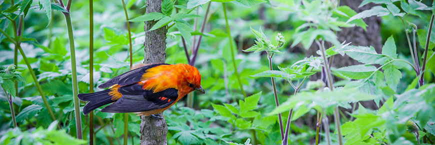 Bird at Point Pelee National Park
